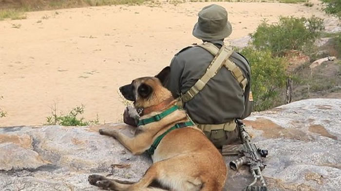 没有勤务的时候,杀手会像宠物犬一样赖在领犬员身边撒娇。