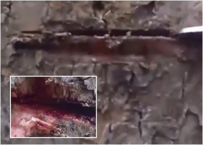 ���ɱ�Ƥ�����ƺ����������Ѫ����