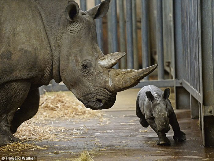 小白犀牛与母亲梅鲁舐犊情深