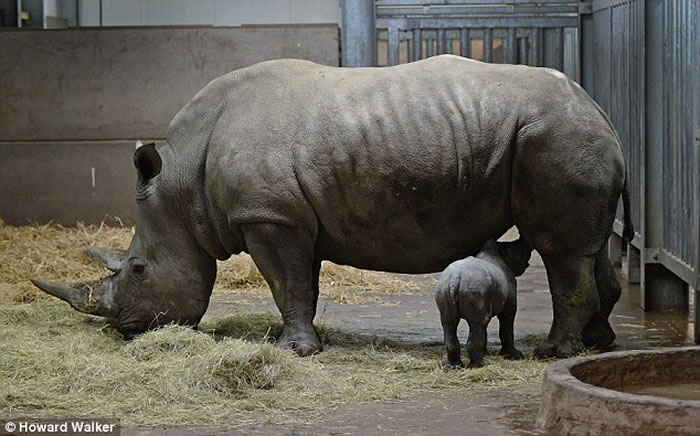 梅鲁最近诞下的女儿