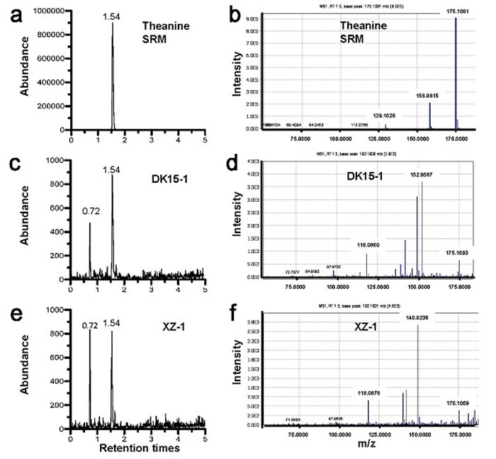 图3 标准茶氨酸样品与考古遗址植物样品的色谱、质谱图 (a)、(b)分别是标准茶氨酸样品色谱、质谱图;(c)、(d)分别是西安汉阳陵考古植物样品色谱、质谱图;(
