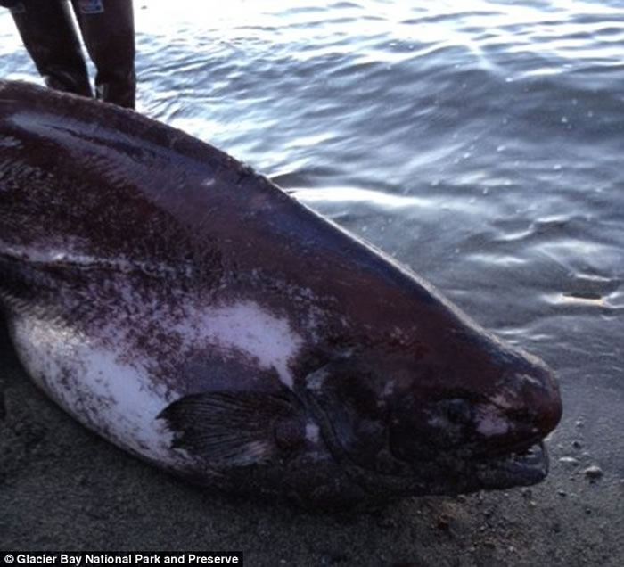 㳤1.83ף࣬·ûйͷһ㡣