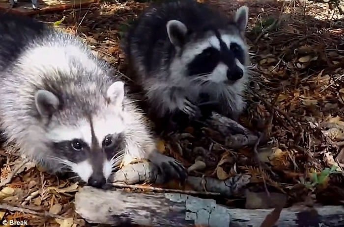 美国男子用食物引诱浣熊走近后又不给,惹怒浣熊被猛咬一口