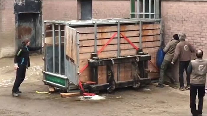 荷兰埃门动物园一头非洲白犀牛突然夺笼而出 吓得饲养员赶紧逃命