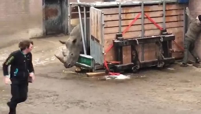 荷兰埃门动物园一头非洲白犀牛突然夺笼而出,吓得饲养员赶紧逃命