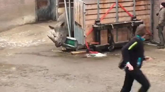 荷兰埃门动物园一头非洲白犀牛突然夺笼而出,吓得饲养员赶紧逃命