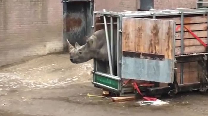 荷兰埃门动物园一头非洲白犀牛突然夺笼而出,吓得饲养员赶紧逃命
