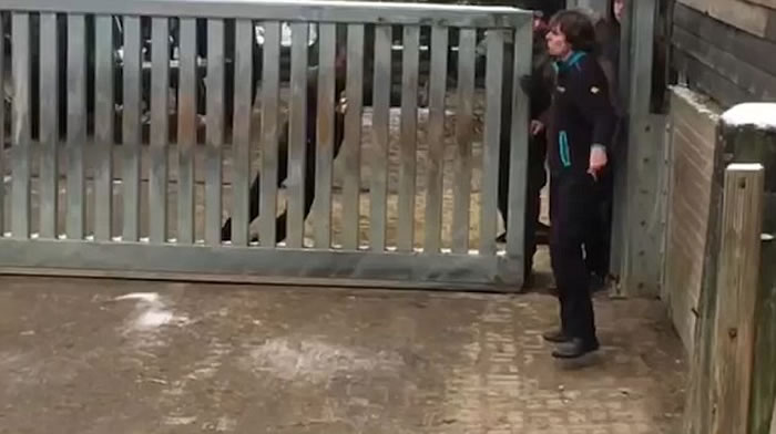 荷兰埃门动物园一头非洲白犀牛突然夺笼而出,吓得饲养员赶紧逃命