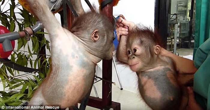 ëɱGitoAsokaμͱɺ ֮ǰ˫