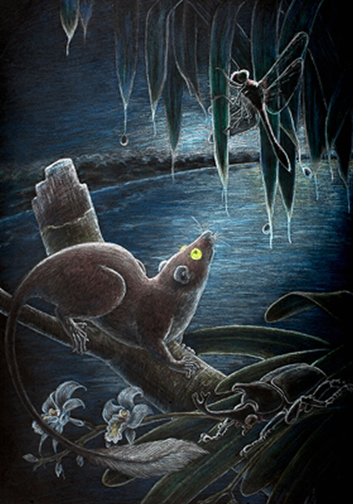 麒麟树鼩(Ptilocercus kylin)复原图