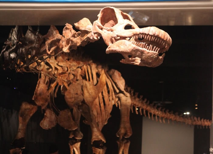 “泰坦巨龙”硕大的头部不得不伸出展览大厅,似乎要和游客打招呼。