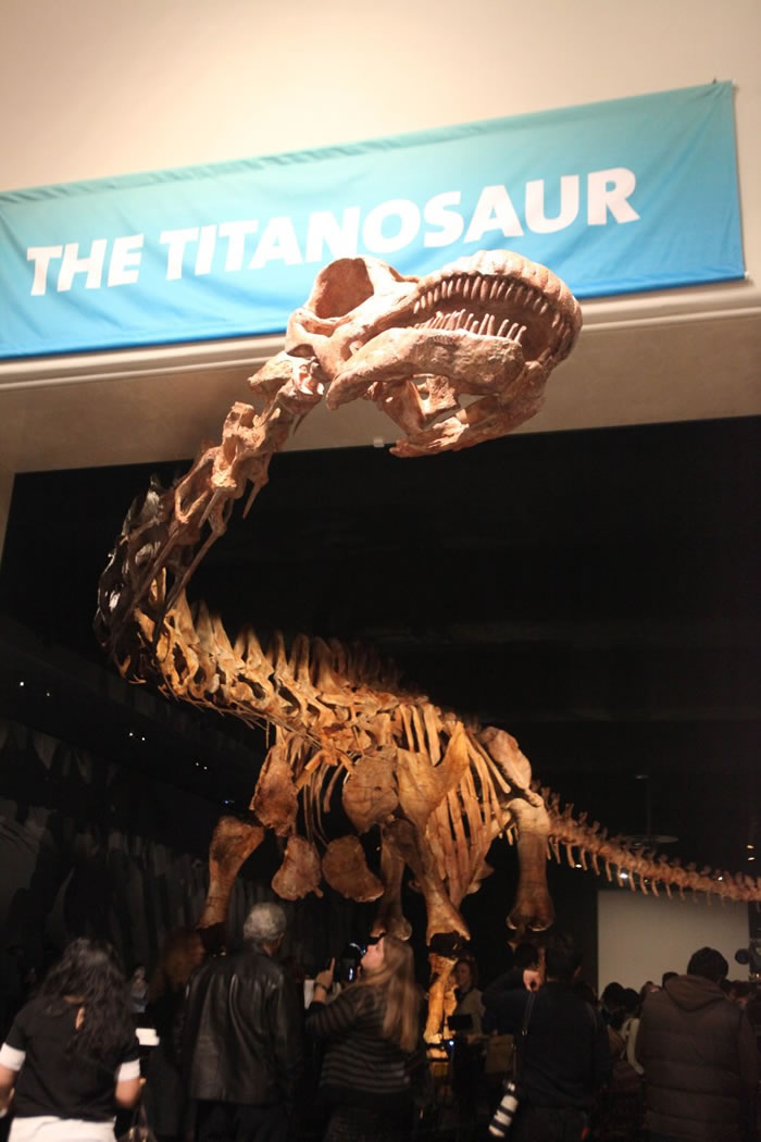 “泰坦巨龙”站起来肩高约6.1米。