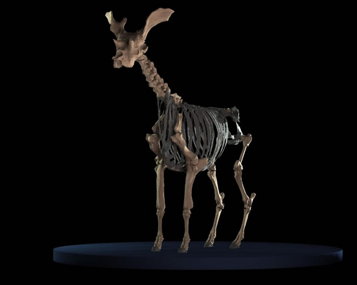 3Dɨ輼Ļϡ¹Զ ʷķۻ