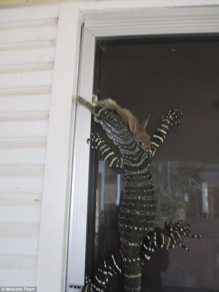 澳洲悉尼北部老人在自家后院目睹巨型蜥蜴捕捉野兔的震惊情景