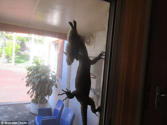 澳洲悉尼北部老人在自家后院目睹巨型蜥蜴捕捉野兔的震惊情景