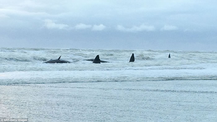 ��ͷĨ�㾨�ں���̩ɪ������̲�ϸ�ǳ������