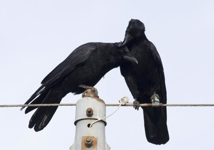 ��ѻ֮��Ҳ���໥��׽Ū��