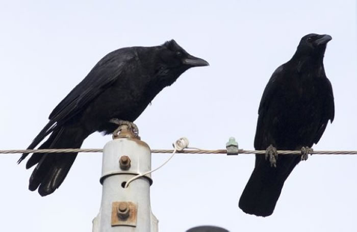 ��ѻ֮��Ҳ���໥��׽Ū��