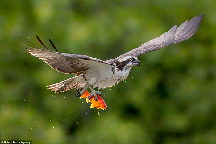 加拿大摄影师在池塘旁用镜头捕捉到鱼鹰优雅擒获金鱼的场景