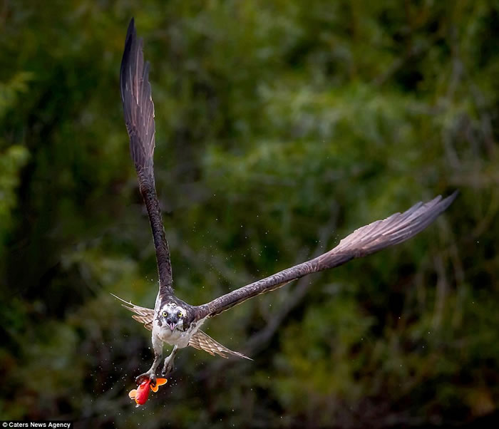 加拿大摄影师在池塘旁用镜头捕捉到鱼鹰优雅擒获金鱼的场景