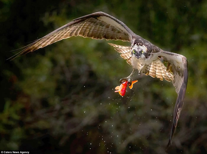 加拿大摄影师在池塘旁用镜头捕捉到鱼鹰优雅擒获金鱼的场景