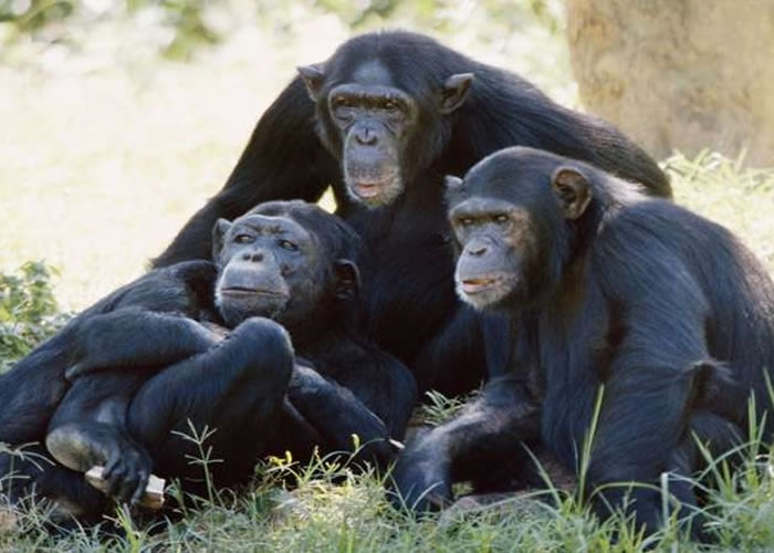 �����ɻ�������ν�������