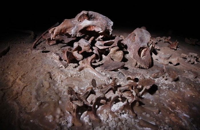 岩洞内亦发现很多不同生物的骨头。