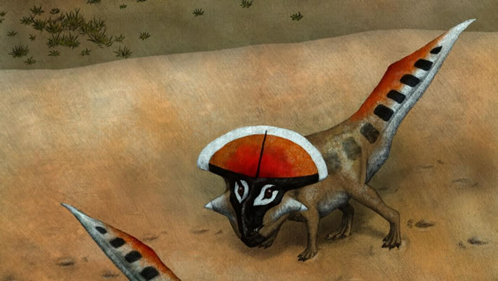 新研究揭示原角龙头冠是如何快速生长的