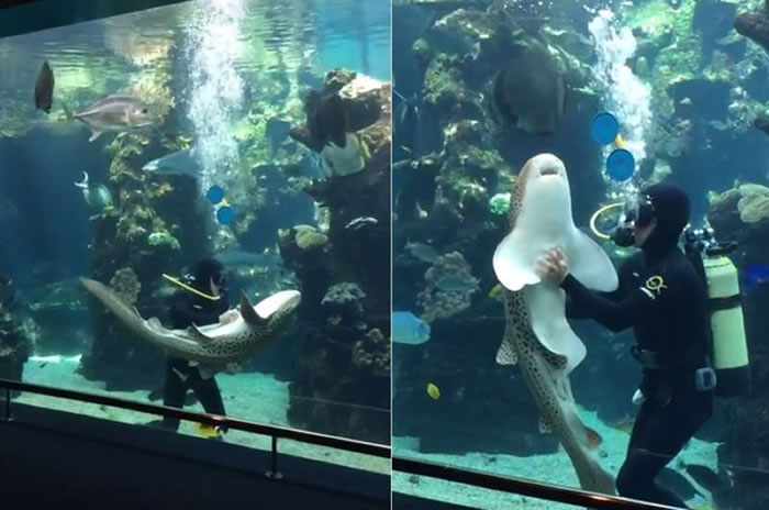 水族馆鲨鱼跟工作人员讨摸摸 舒服到瘫软翻肚