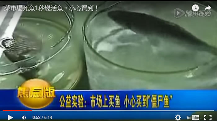 原本已经翻肚的鱼滴了固态双氧水后竟能神奇复活?