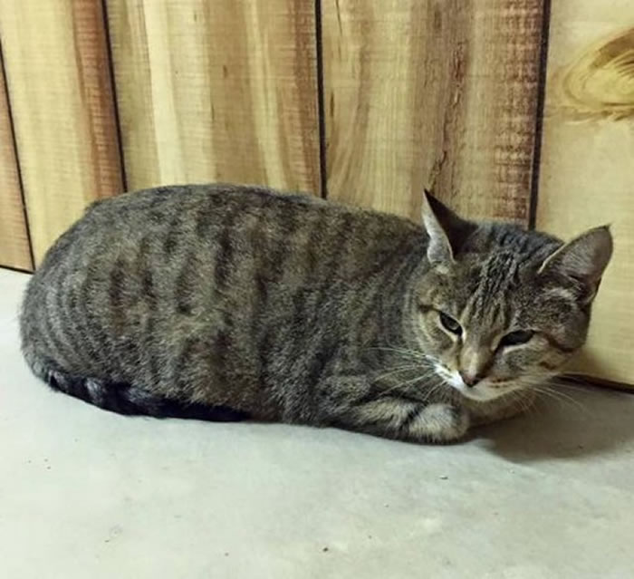 救援队发现虎斑猫妈妈当时只身,而且已经冻僵,不晓得肚里还有小生命。