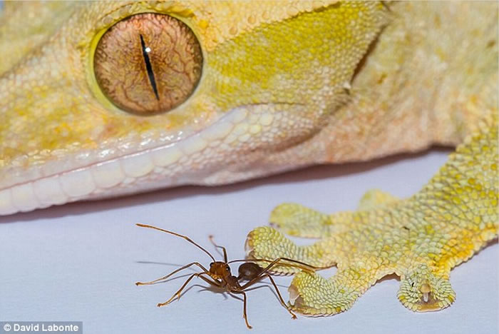 ʹ��ճ�Ե������������������ڲ�ͬ����ߴ�Ķ����н�������