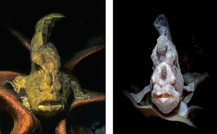 怪鱼图片引发网友热议,有人认为怪鱼更像外星生物。