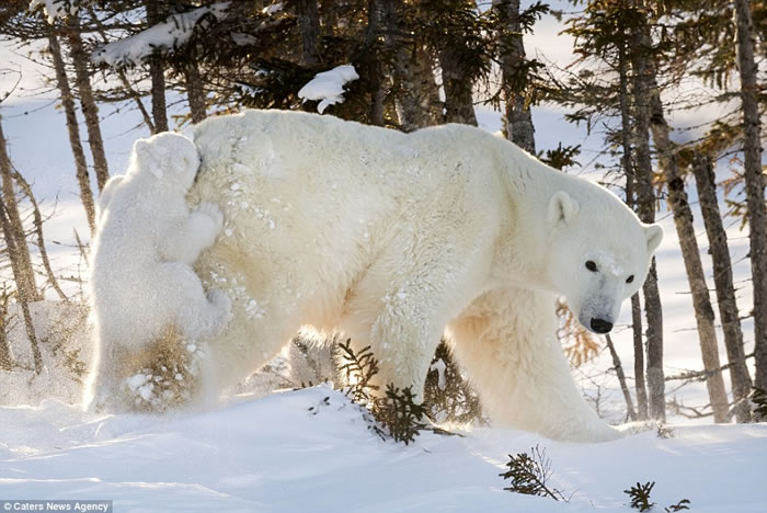 摄影师Daisy Gilardini在加拿大瓦布斯克国家公园抓拍到北极熊宝宝紧抓母亲尾部“搭顺风车”