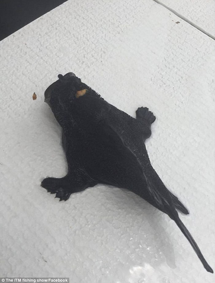 新西兰渔民发现“蛙、鱼、鸟”三合一怪鱼 像外星生物