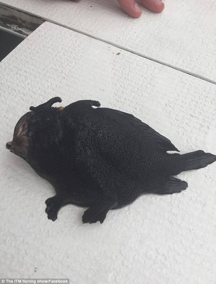 新西兰渔民发现“蛙、鱼、鸟”三合一怪鱼 像外星生物