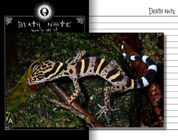 学名「Goniurosaurus kwangsiensis」的广西睑虎(睑虎是壁虎科的一种),是在中国华南发现的新物种。