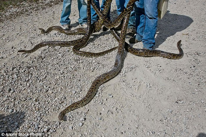 �������������չ��2016����������Python Challenge�� ����600����Ľ������