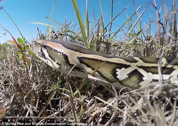 �������������չ��2016����������Python Challenge�� ����600����Ľ������