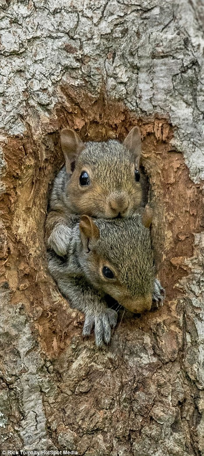 ���ô�3ֻ���󱦱������������ͷ�뿨������