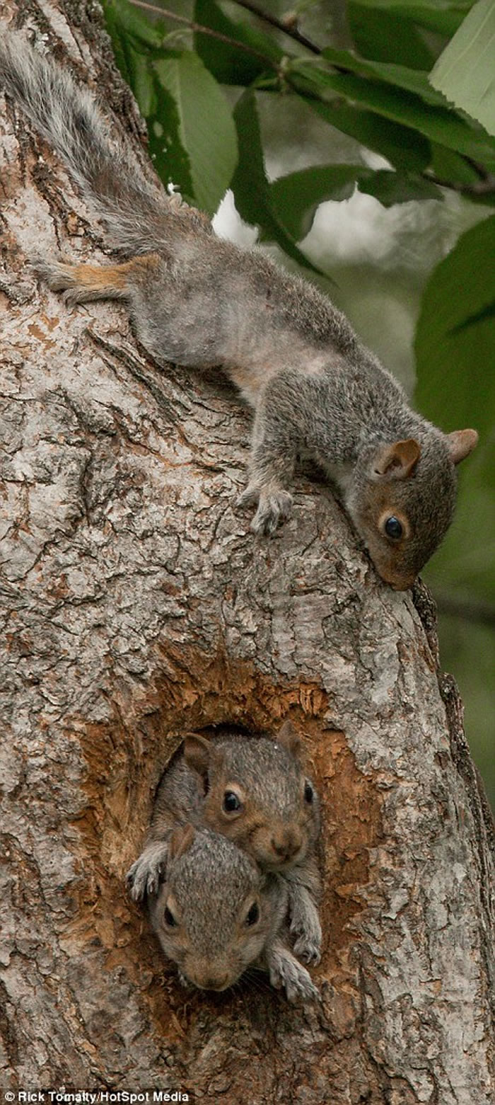 ���ô�3ֻ���󱦱������������ͷ�뿨������