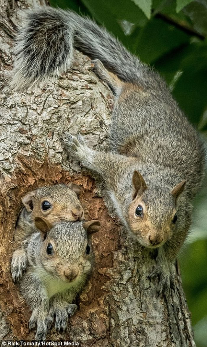 ���ô�3ֻ���󱦱������������ͷ�뿨������