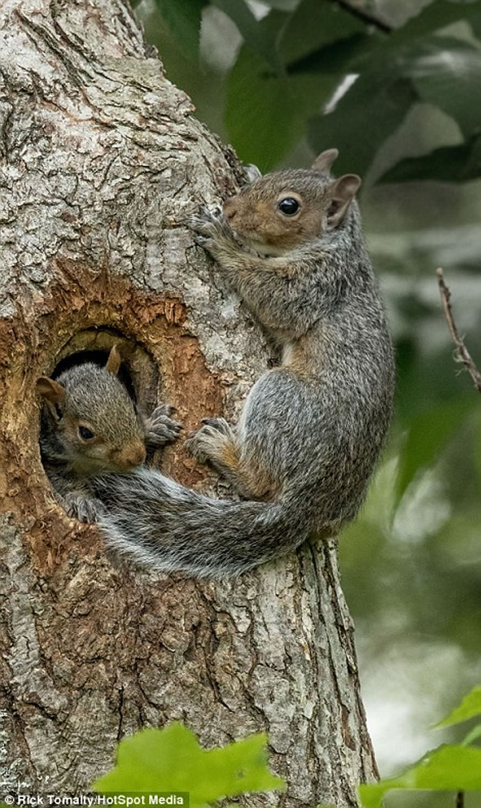 ���ô�3ֻ���󱦱������������ͷ�뿨������