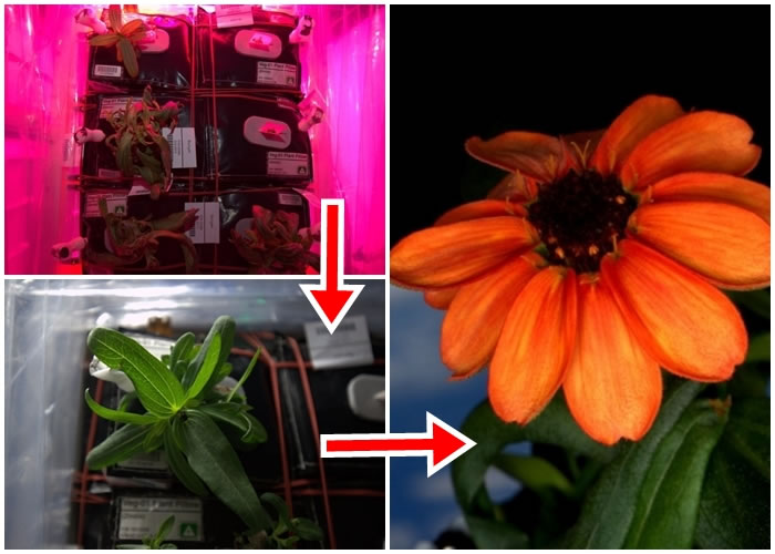 凯利上载第一花由初呈枯萎(左上图),到茁壮成长(左下图)至盛开(右图)。