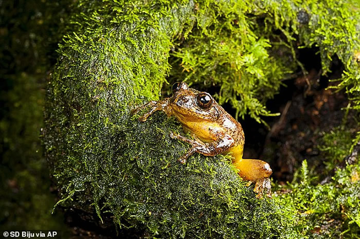 ӡȷƷFrankixalusδܾΪʳ