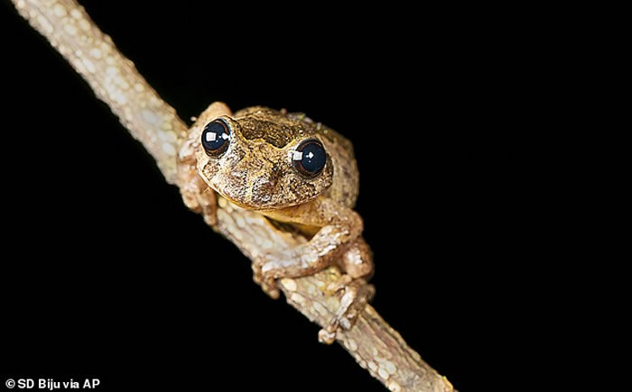 ӡȷƷFrankixalusδܾΪʳ