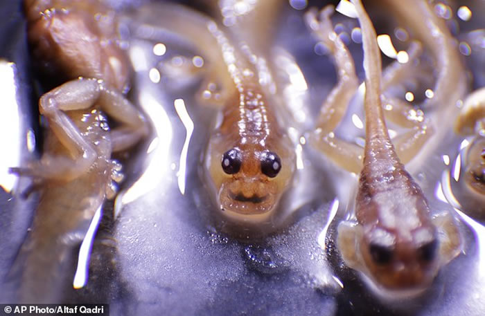 ӡȷƷFrankixalusδܾΪʳ