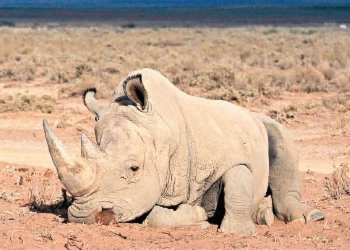 �����г���Ϭţ������ܴ󣬵��²������������գ��Ƿ���ɱϬţ��