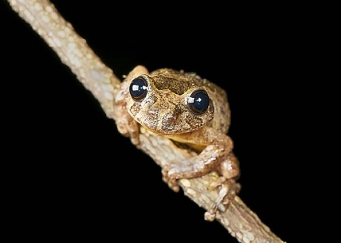 树蛙长成后体形可达高尔夫球的大小