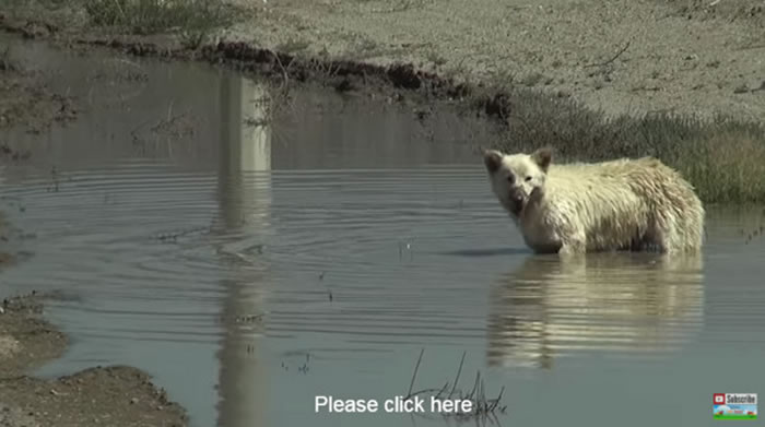 ����ֻ�ܺ����ˮ